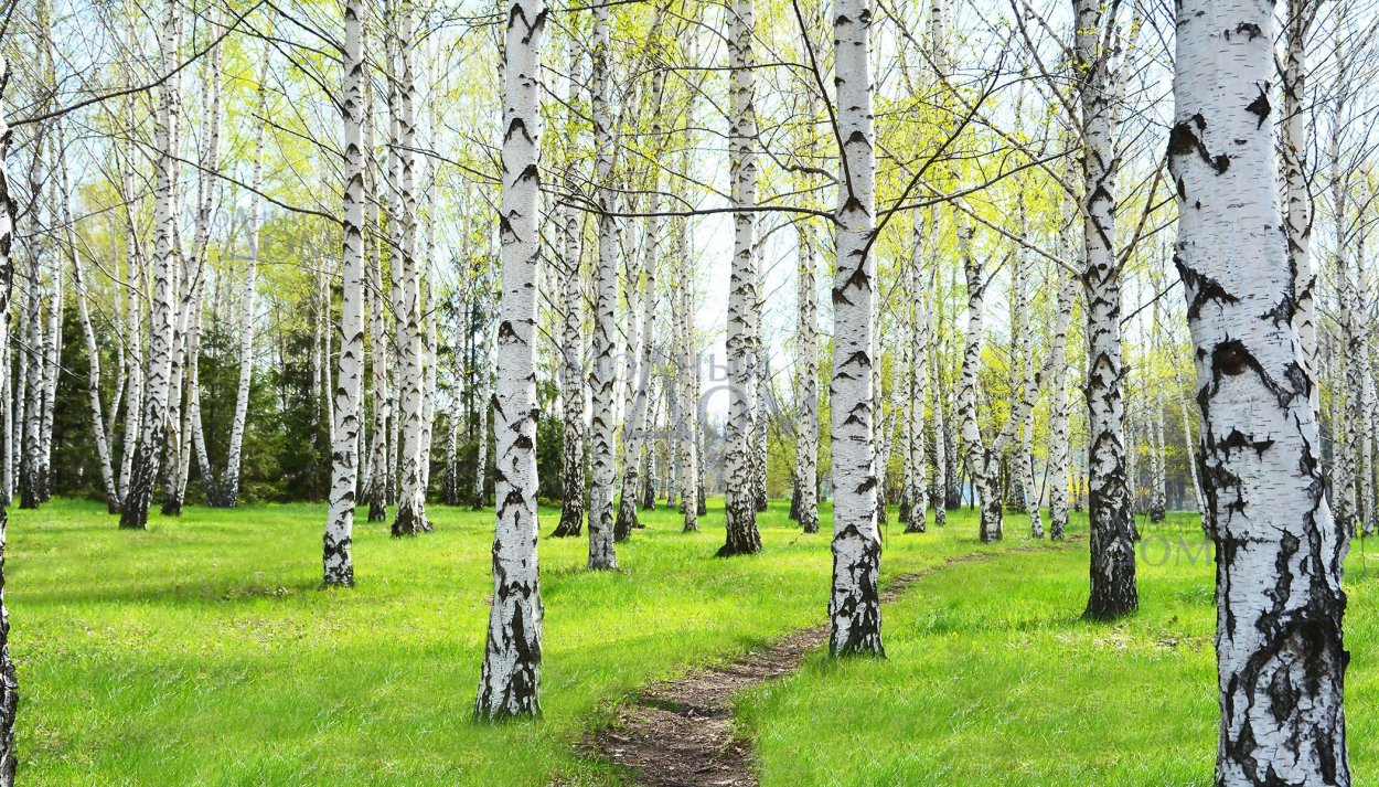 Сибирская береза