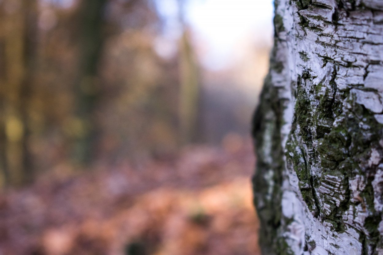 Береза макро