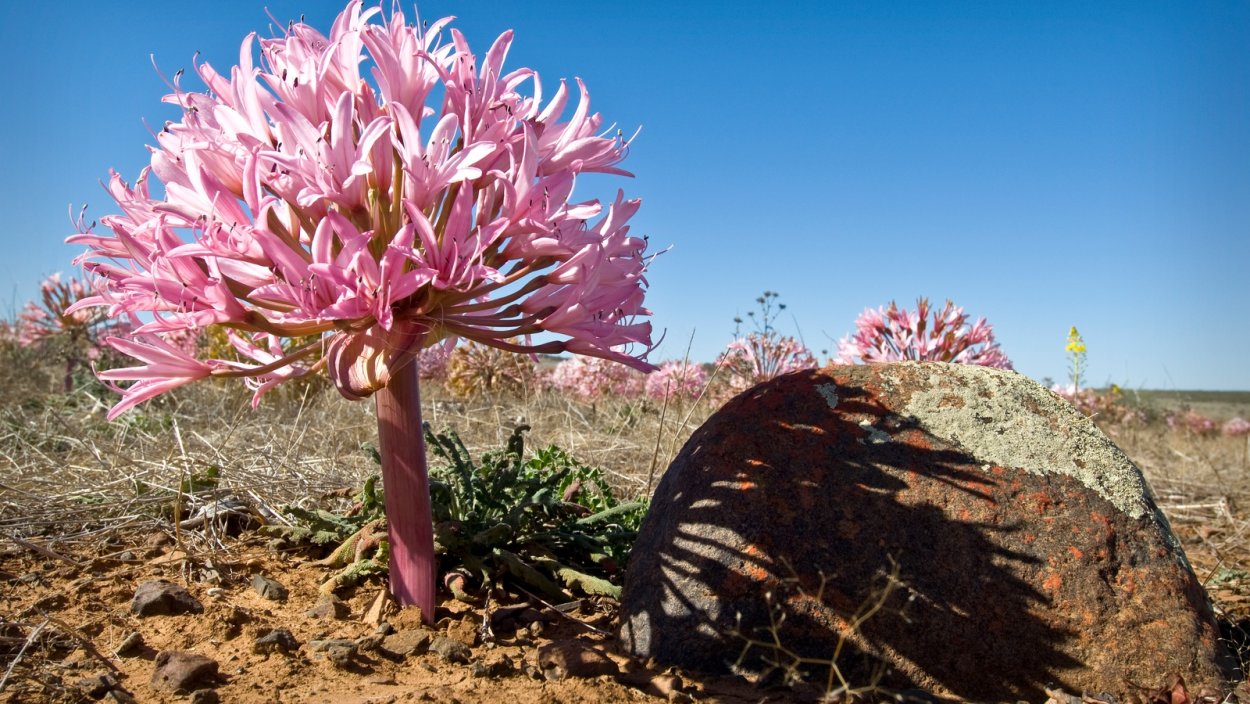 Лилия Фьюжн (видовая)
