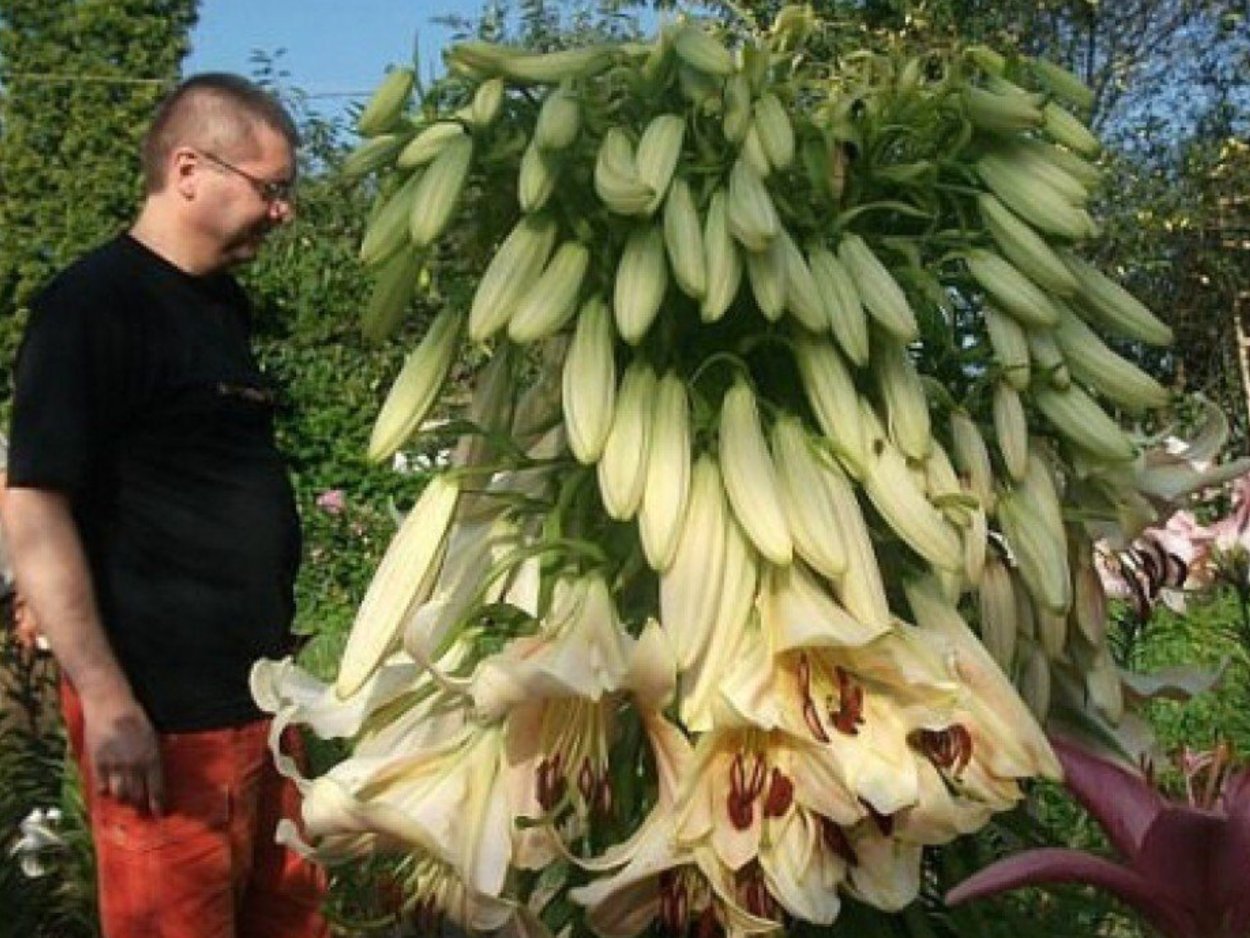 Лилия Монте Бьянко