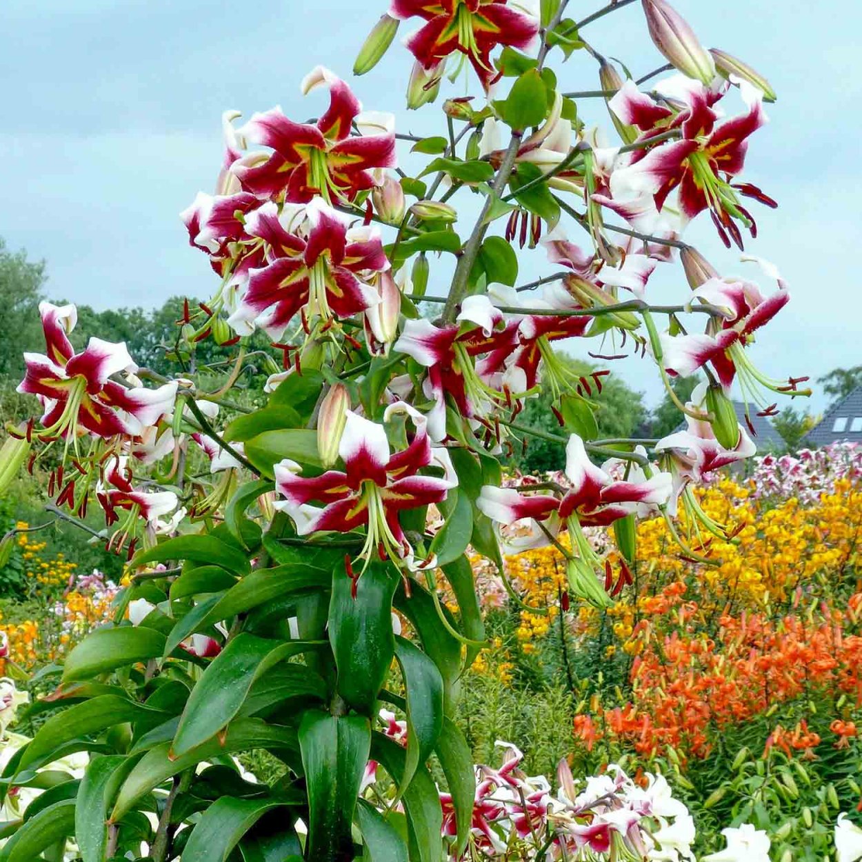 Лилия сорта Блю Крюмон