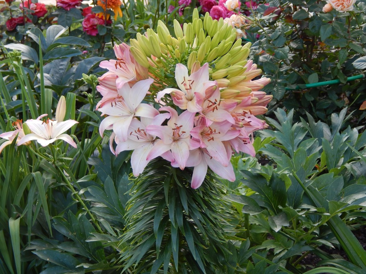 Лилия кустовая пирамидальная