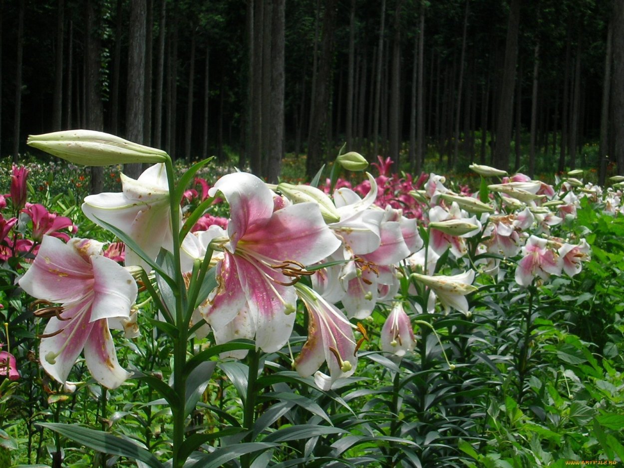 Лилия Марлен (Marlene)