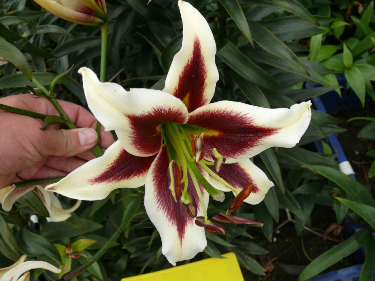 Лилия Притти Вумен