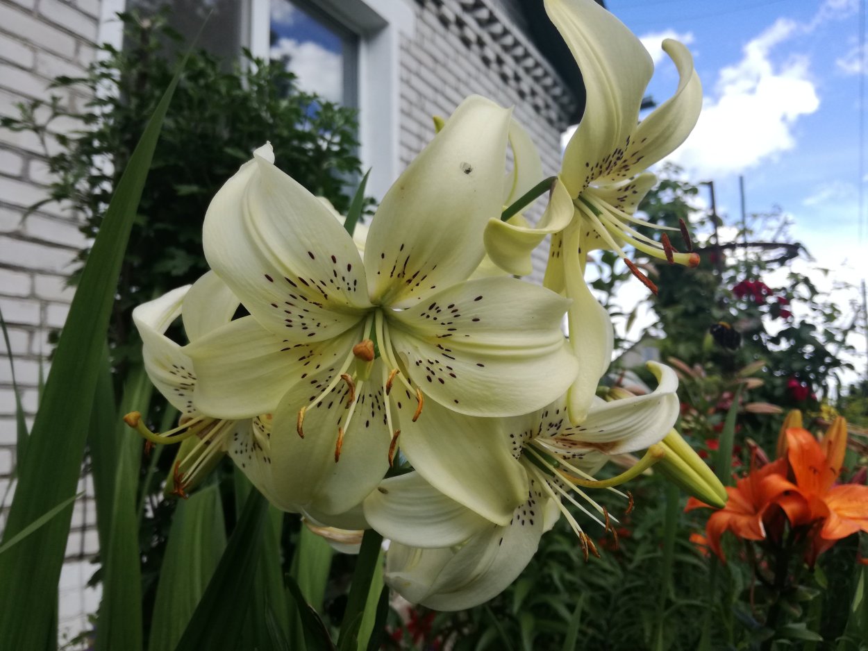 Розовые лилии