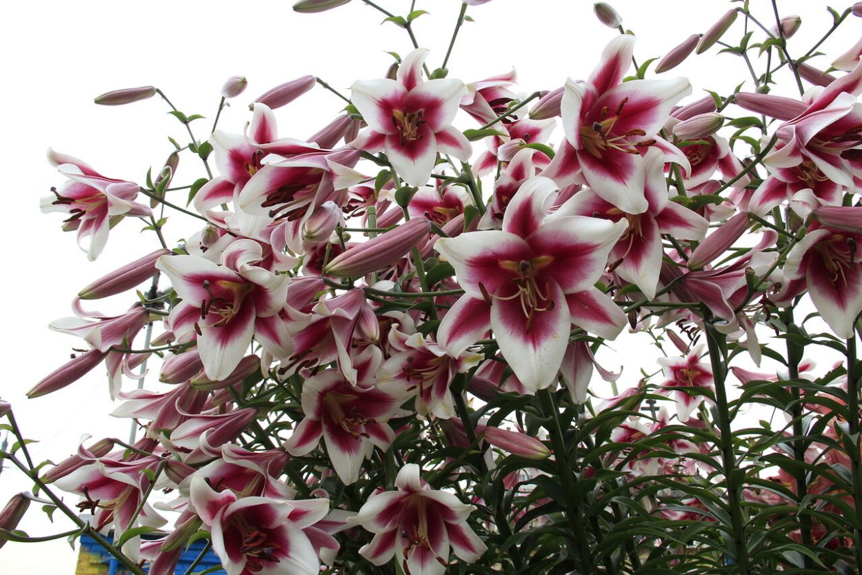 Лилия Purple Prince