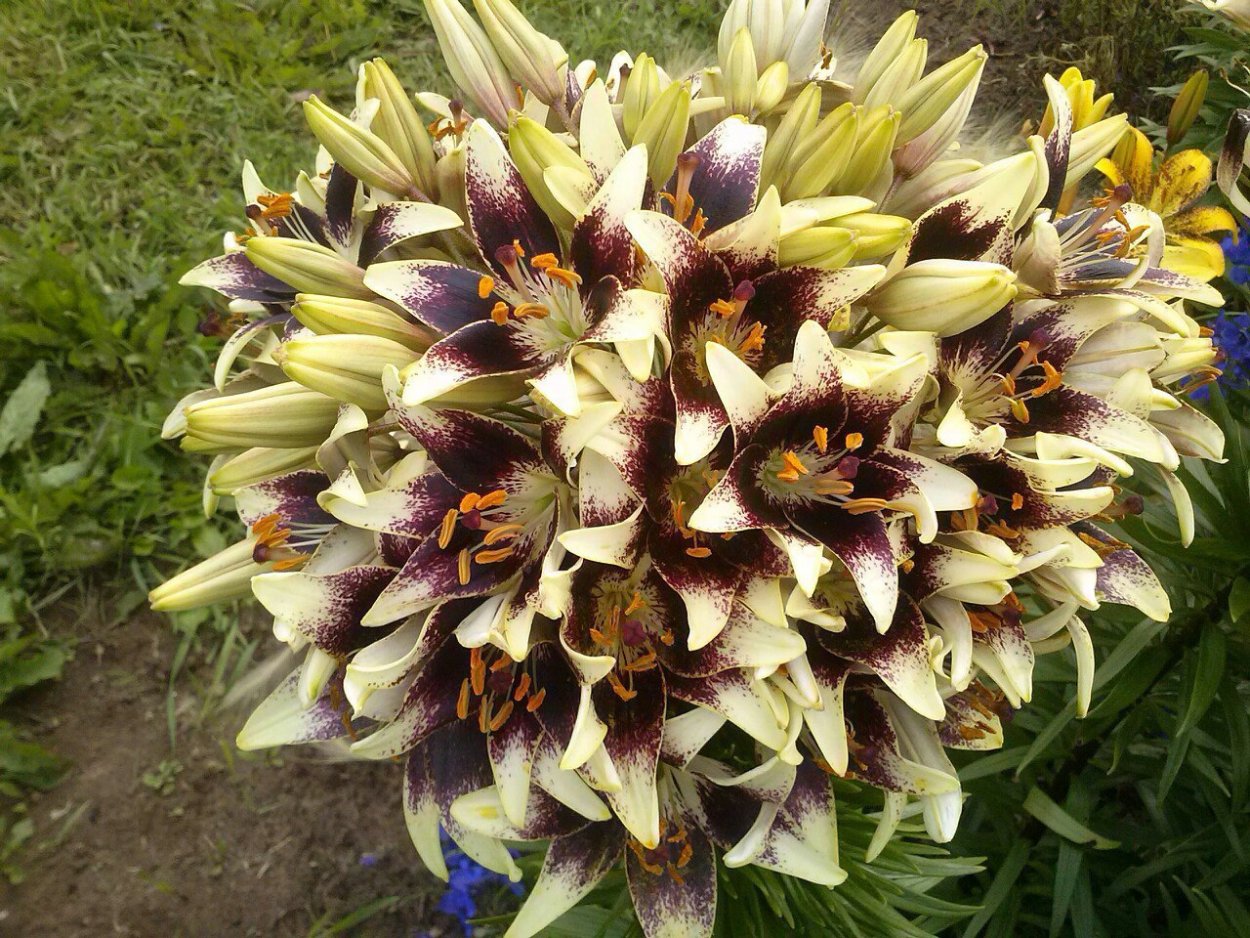 Многоцветковая Лилия Марлен