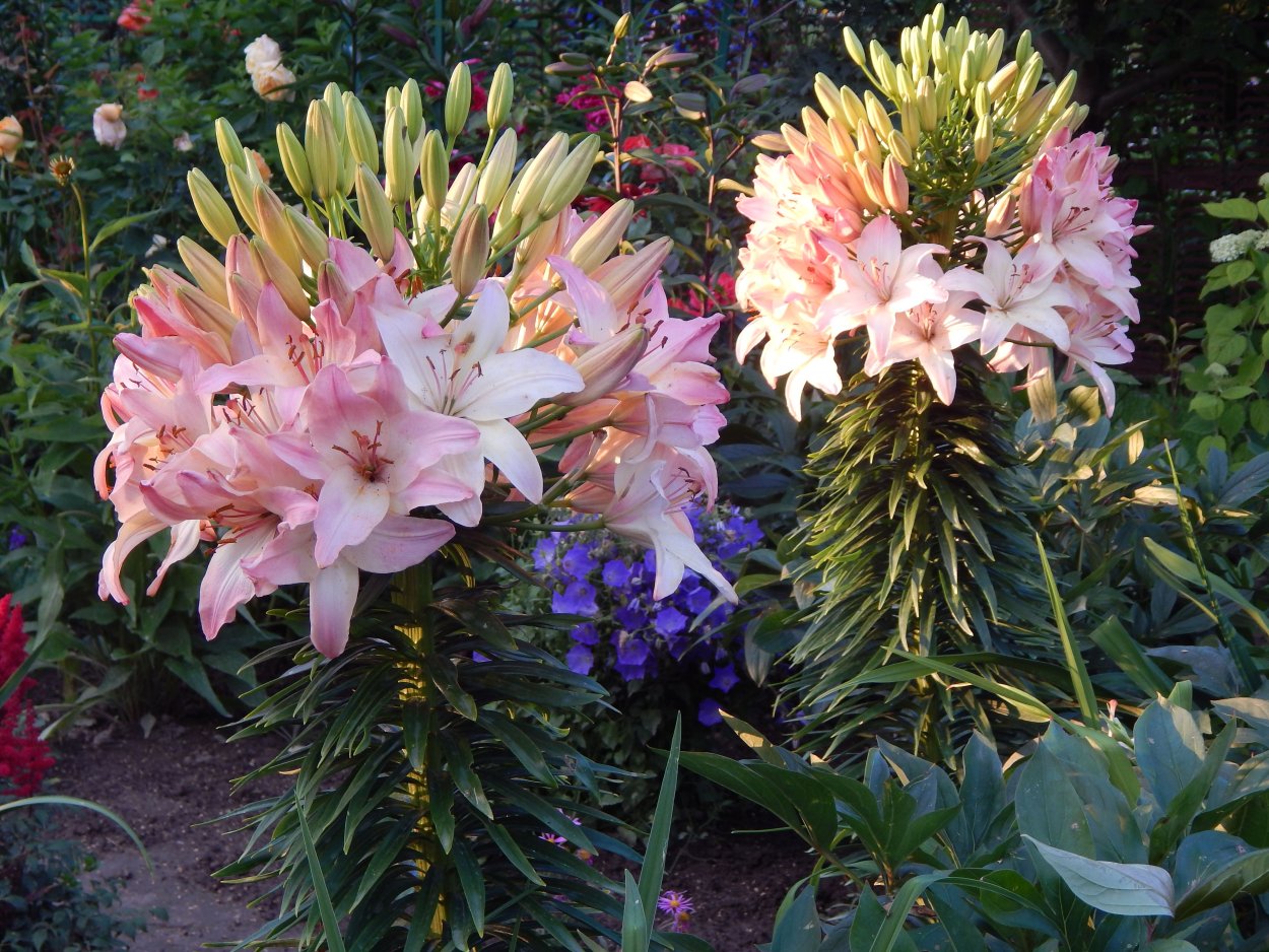 Лилия флешпоинт от-гибрид