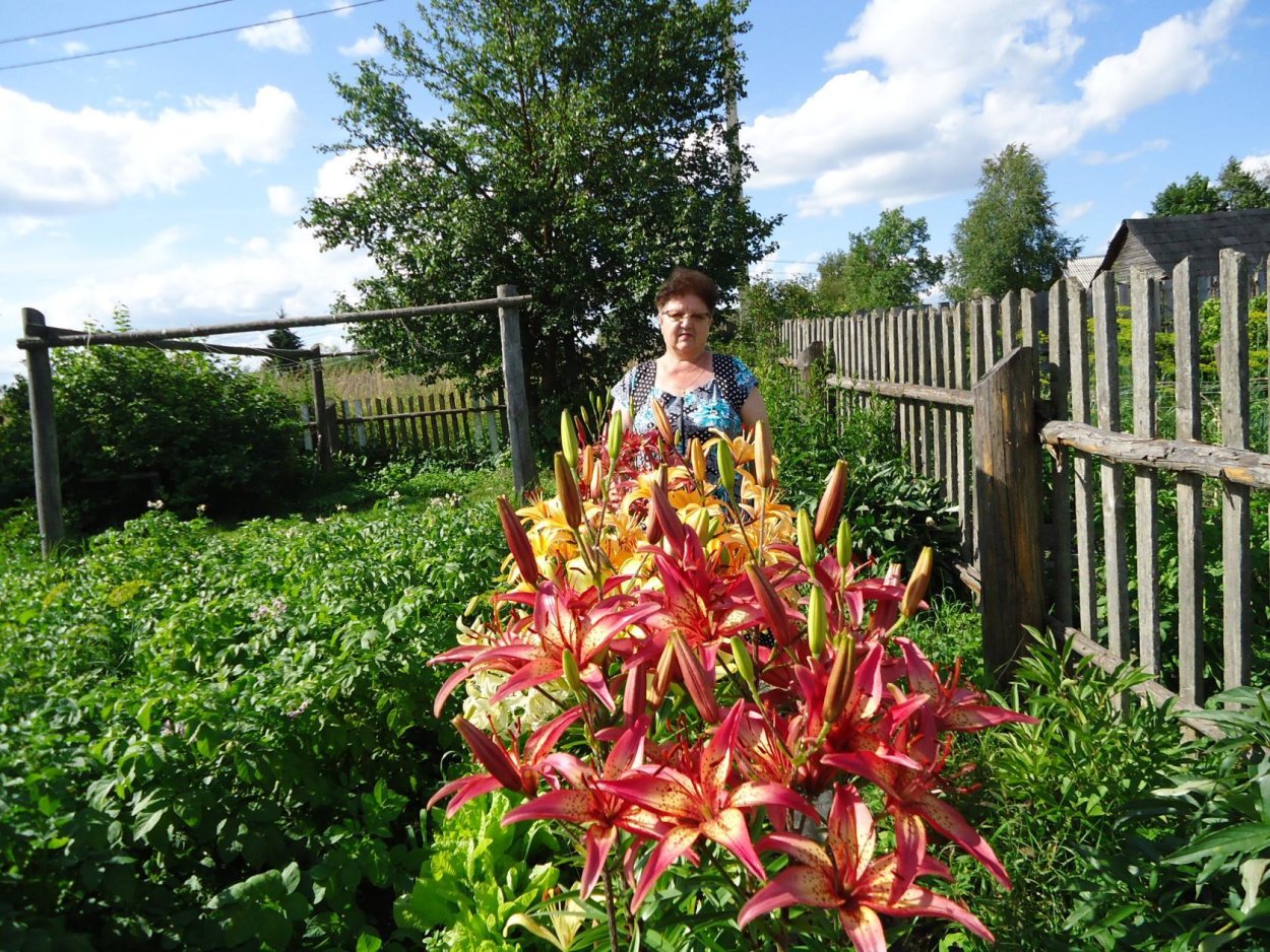 Лилия Регале Королевская