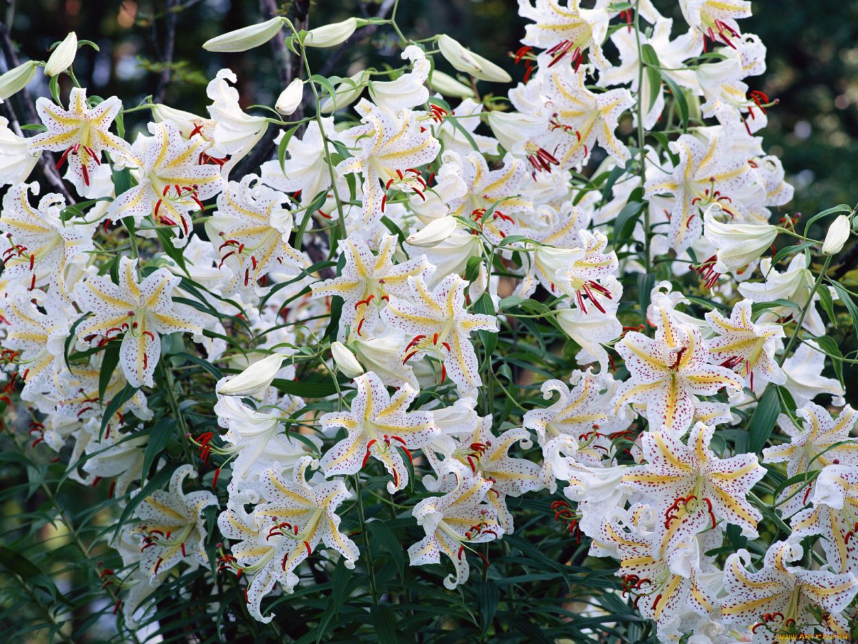 Горзеленхоз луковичные лилии