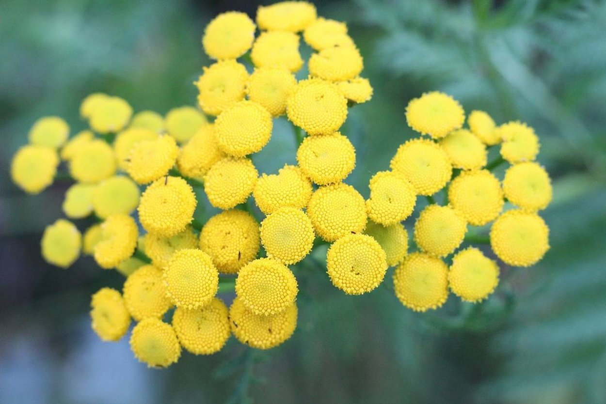 Tanacetum annuum