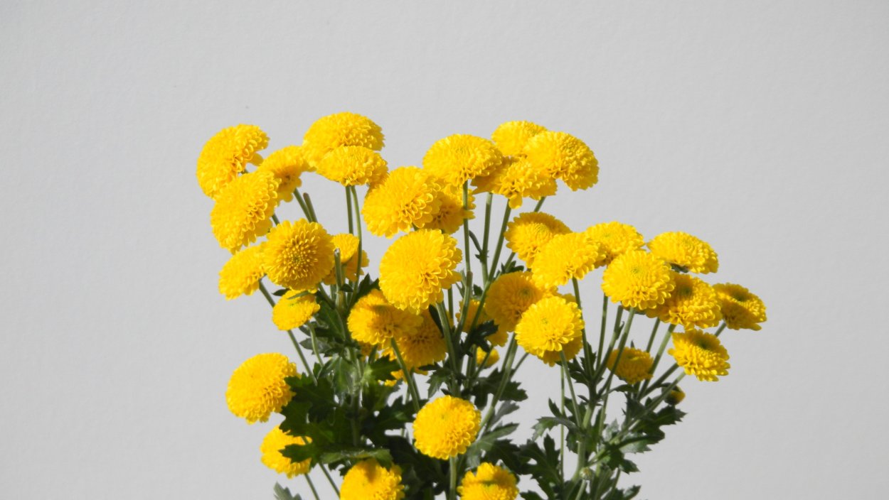 Желтые цветы Кольский