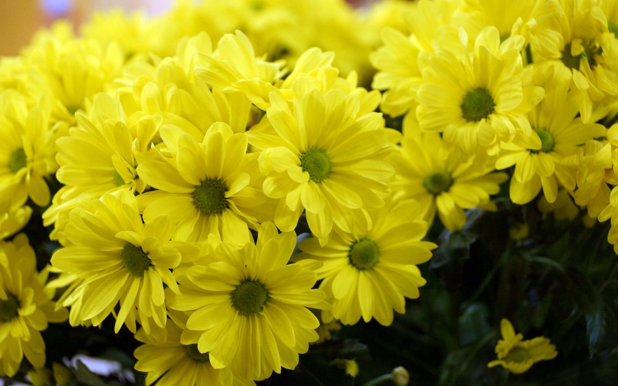 Маленькие желтые цветочки