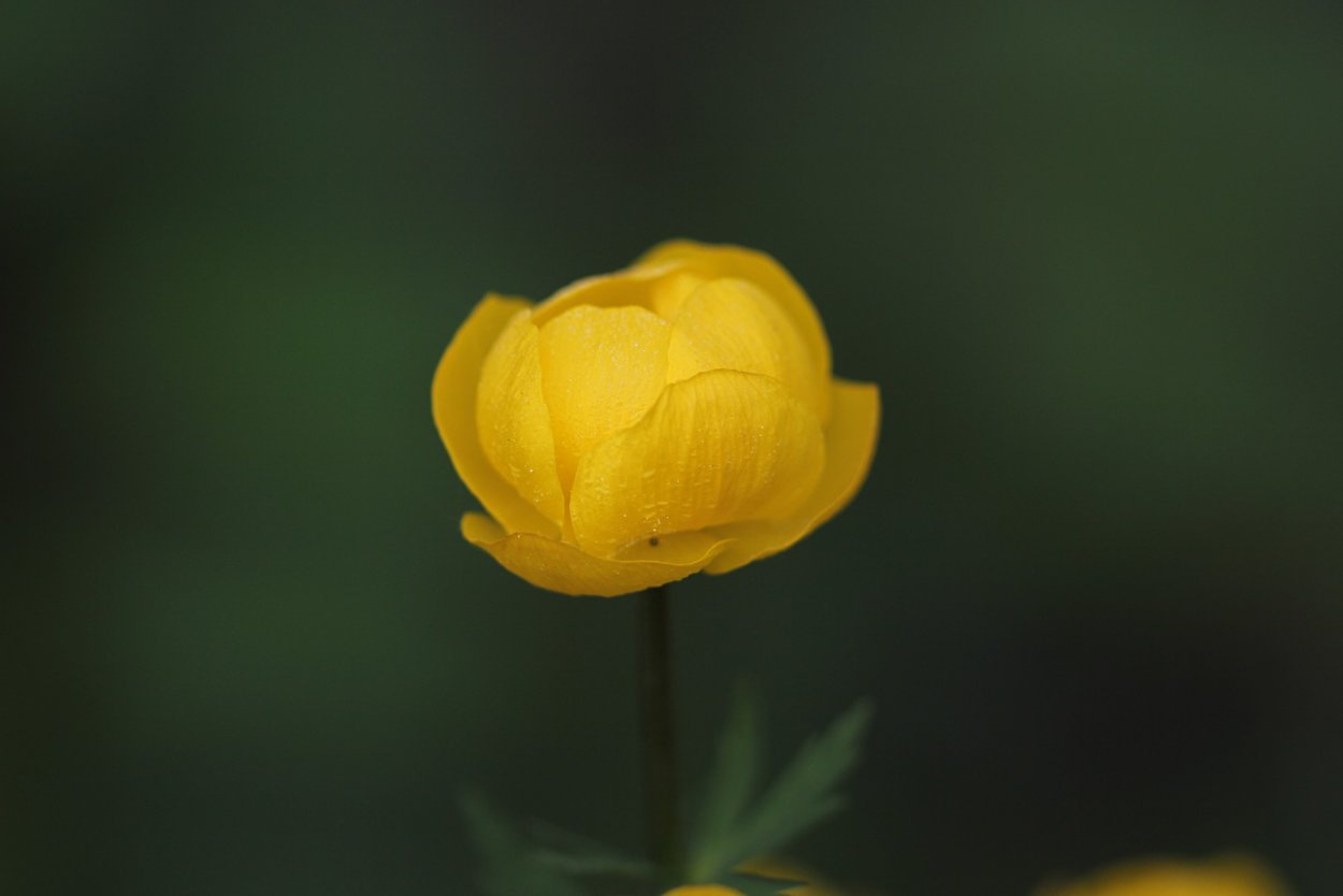 Бутон Купальницы