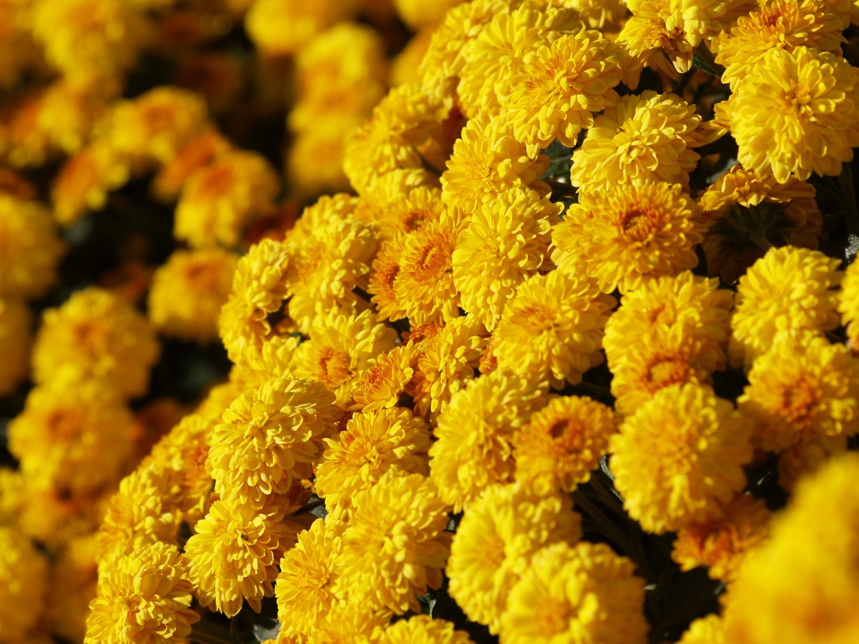 Краспедия розовая