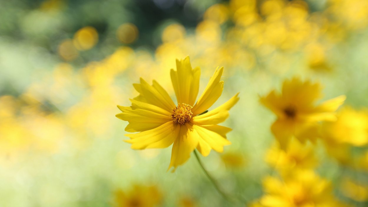 Мимоза белая цветок