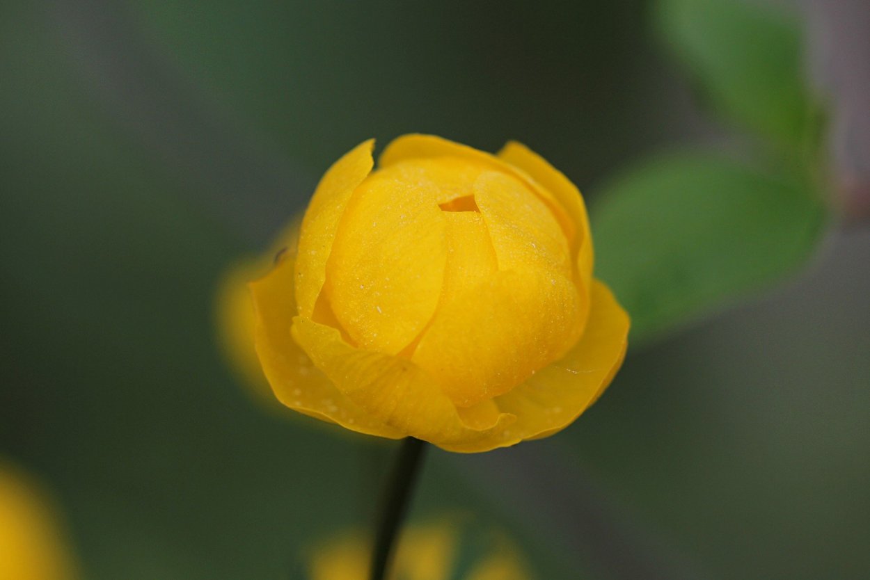 Цветы Краспедия шаровидная