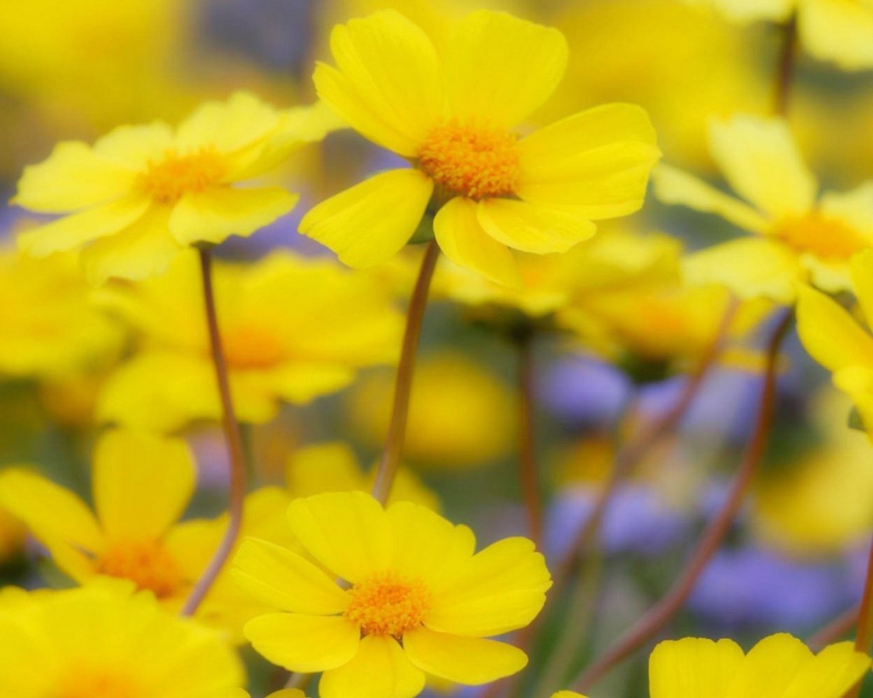 Хризоцефалум Chrysocephalum Desert Gold