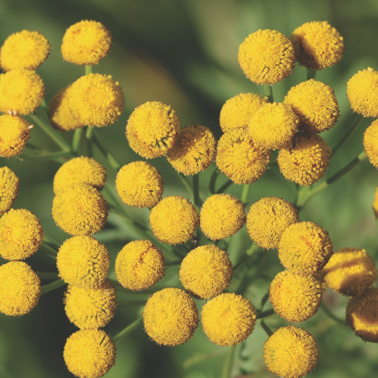 Пижма Мимоза