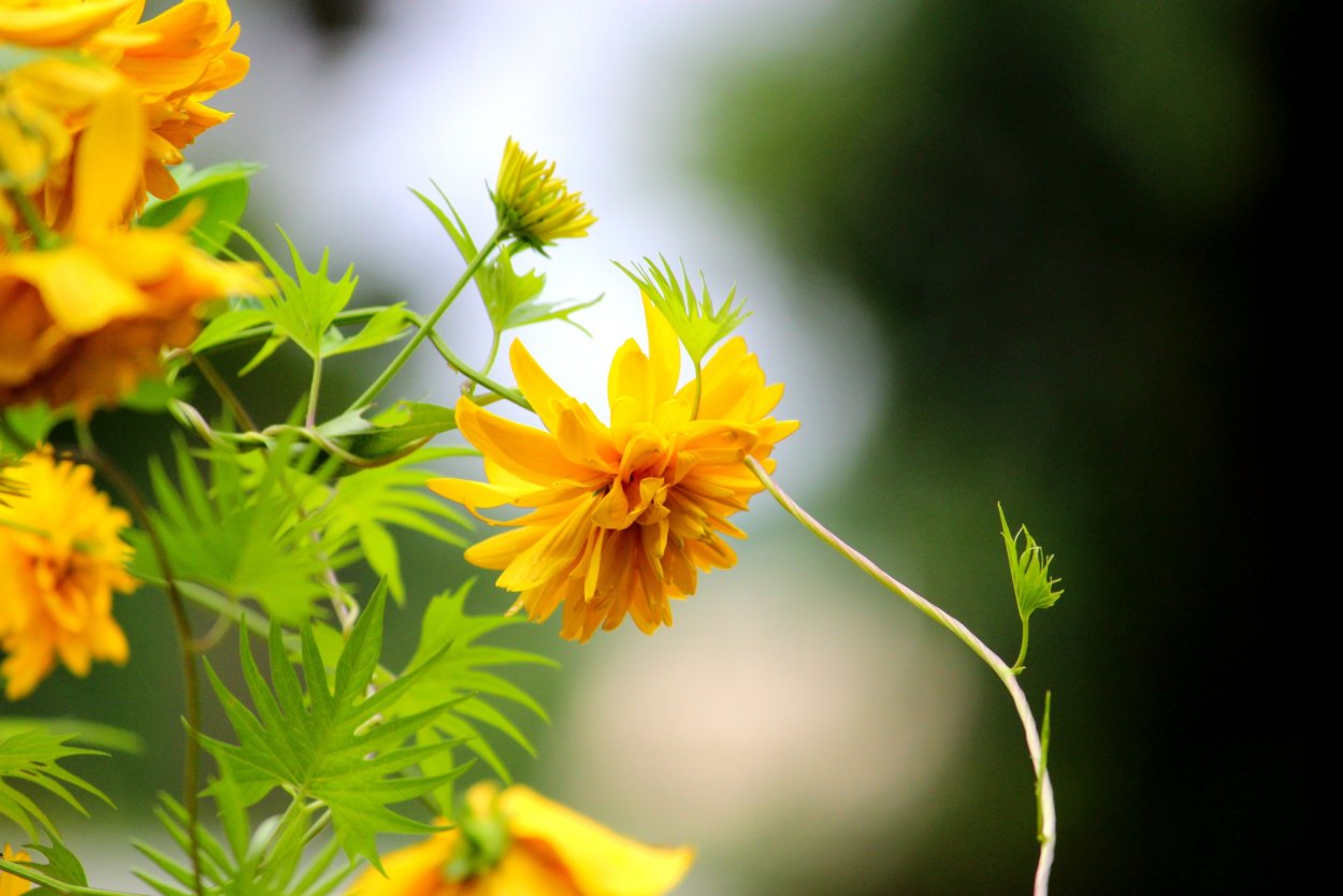 Уральская Мимоза