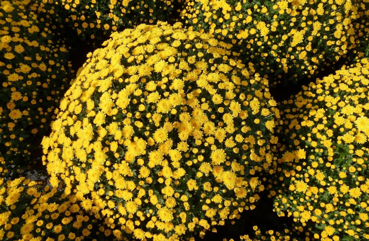 Желтые лютики