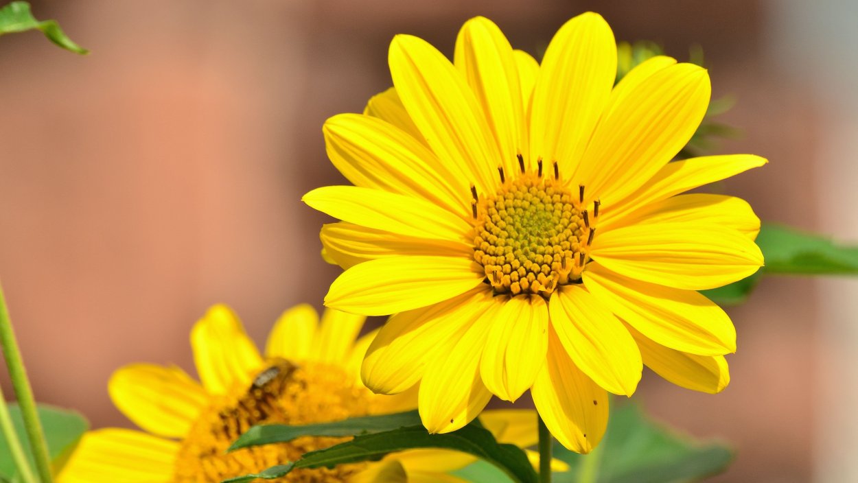 Желтые цветы лютики