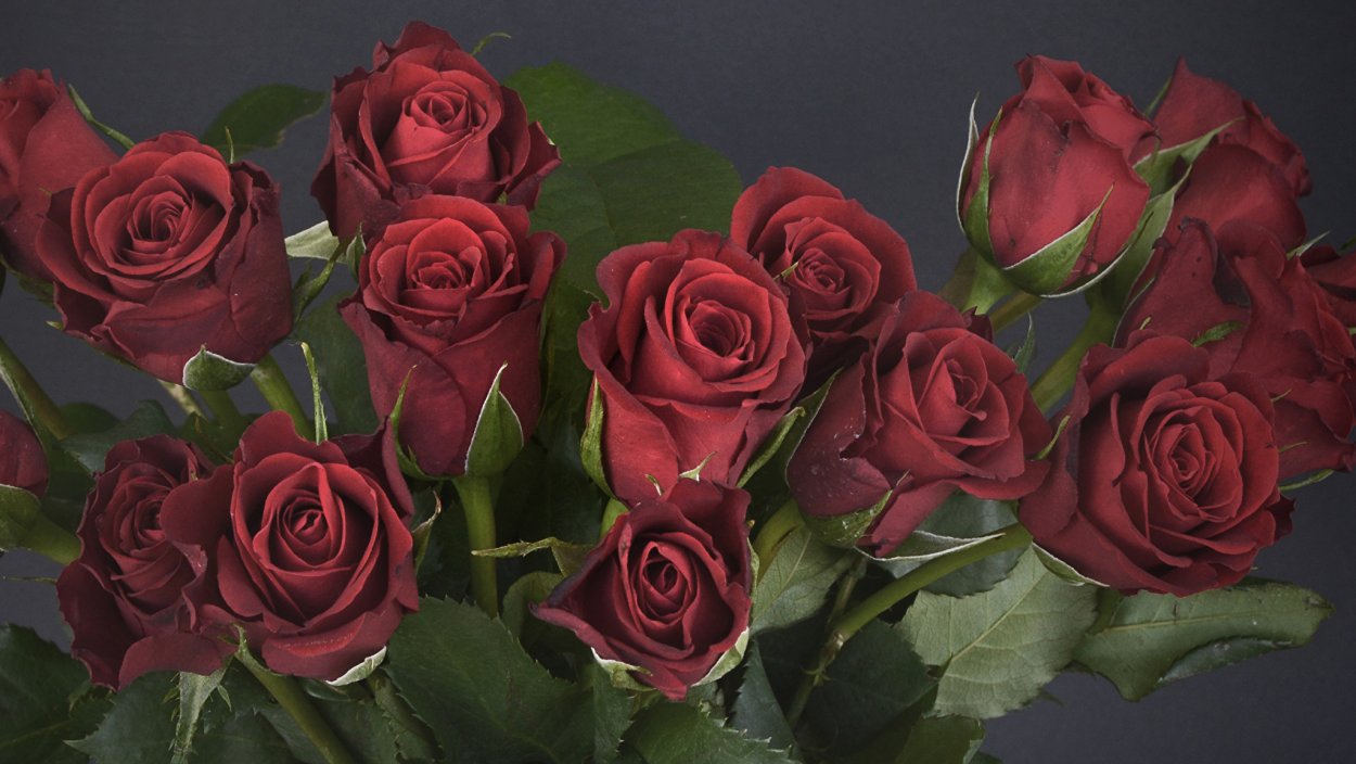 Роза Black-Baccara