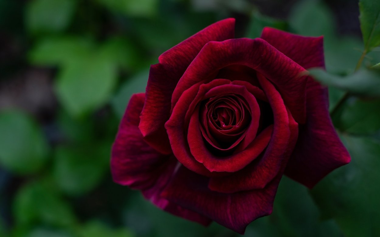 Неопак бархатные розы