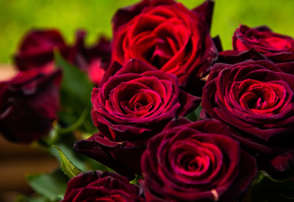 Бордо Bordeaux роза