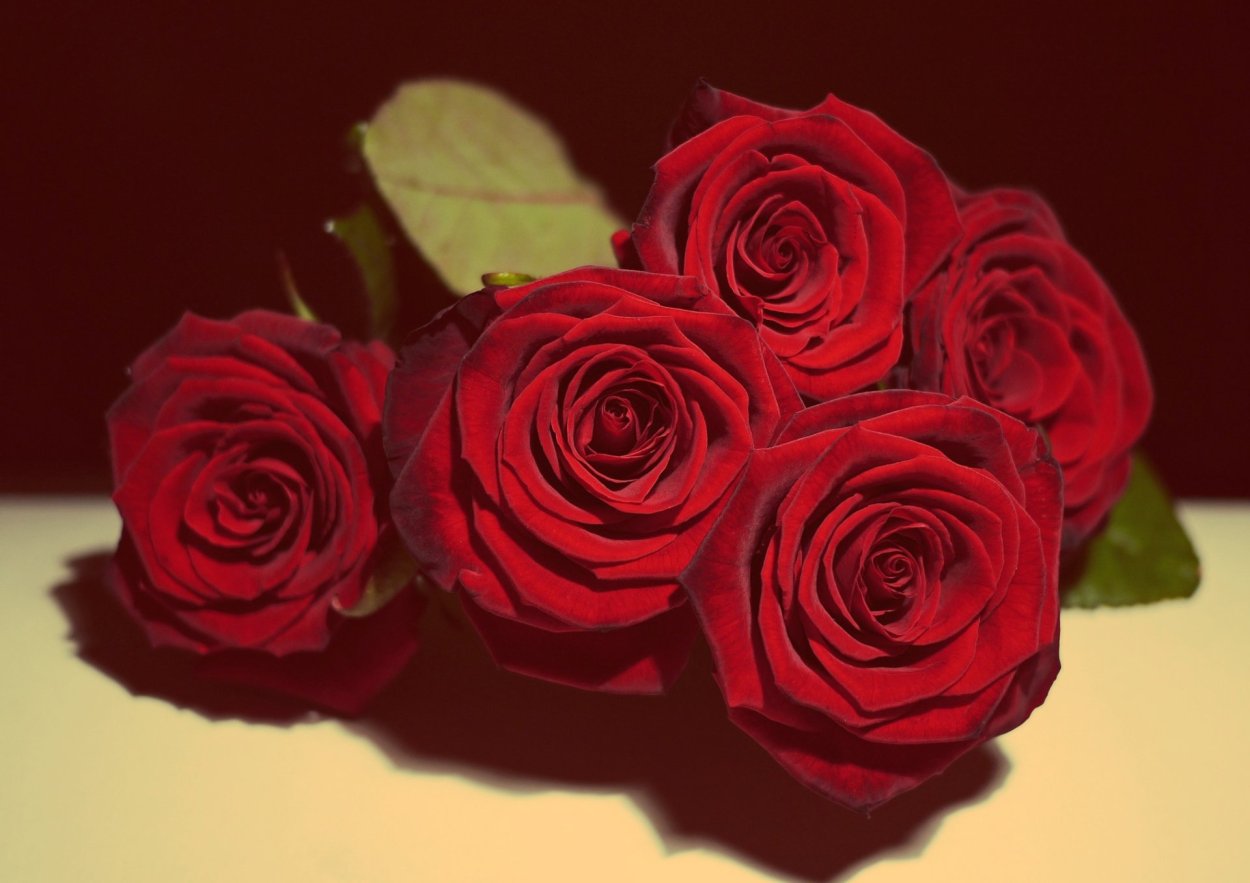 Роза чайно-гибридная Блэк баккара