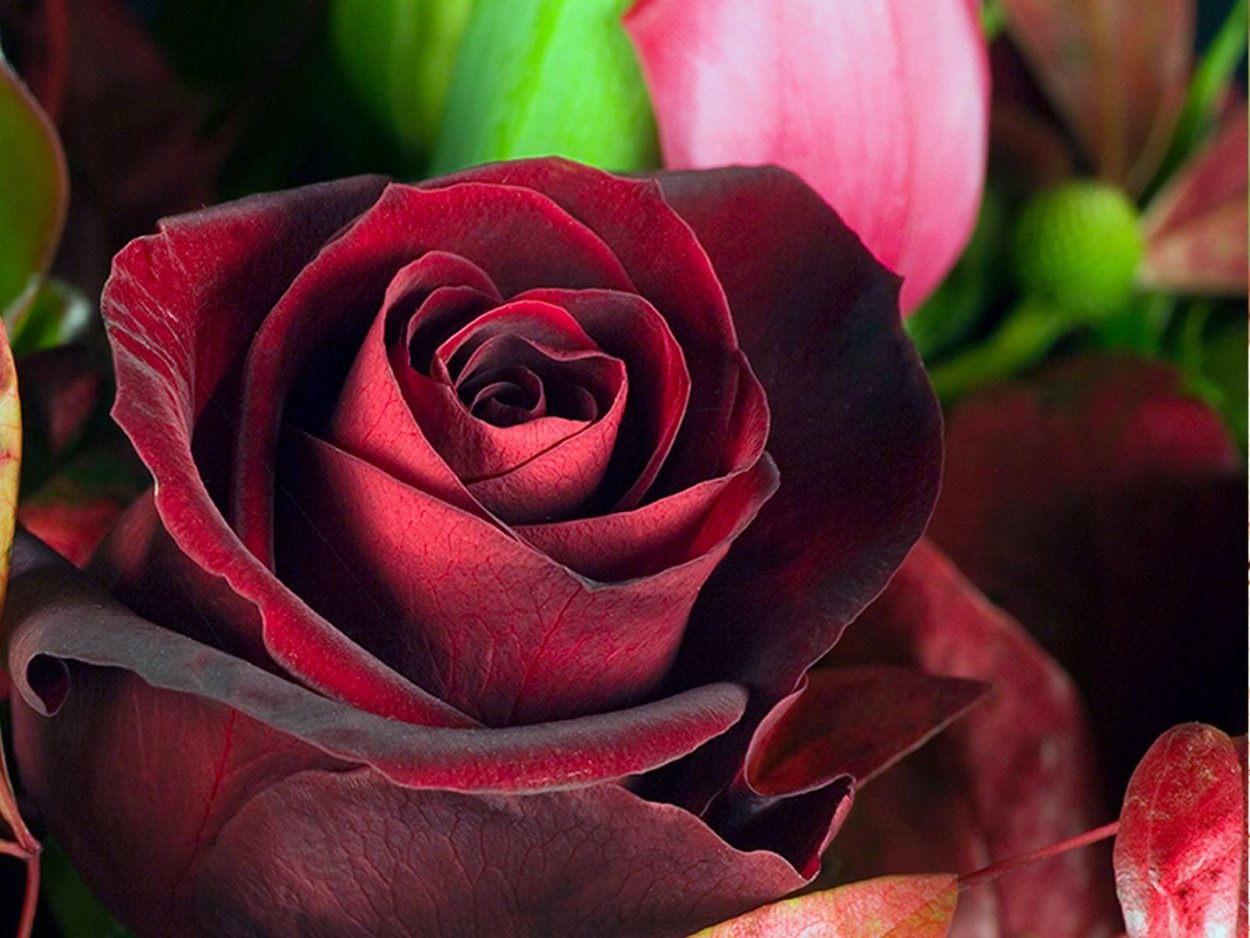 Неопак бархатные розы