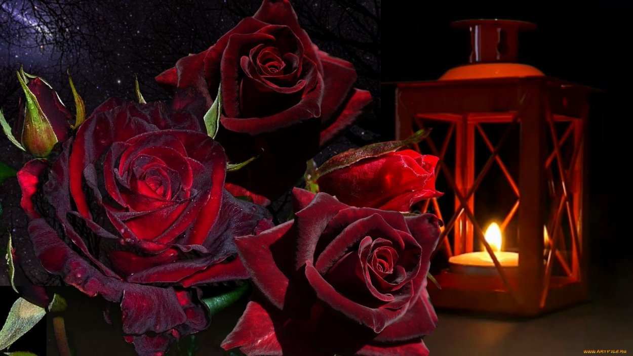 Роза бордовая