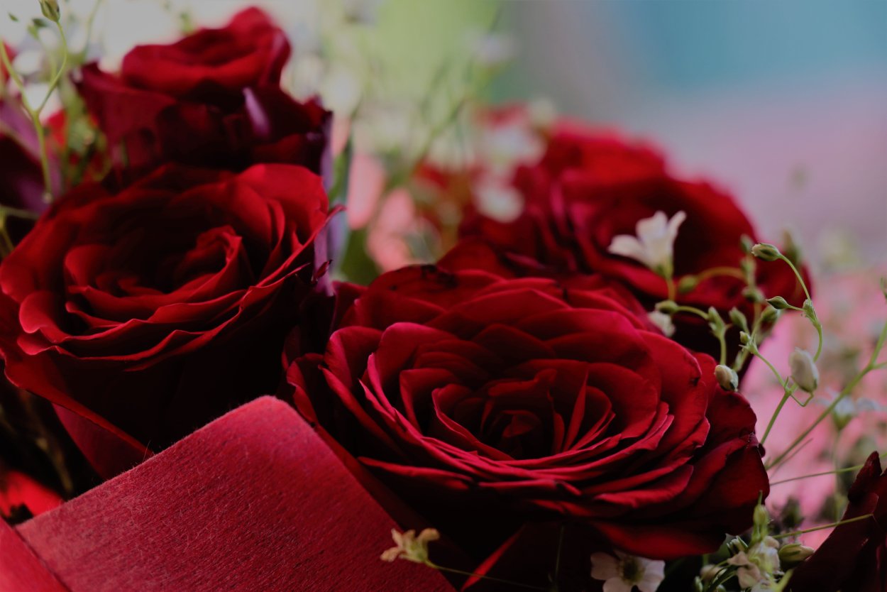 Роза Королевский бархат