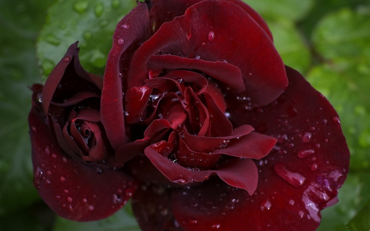 Цветы розы бордовые