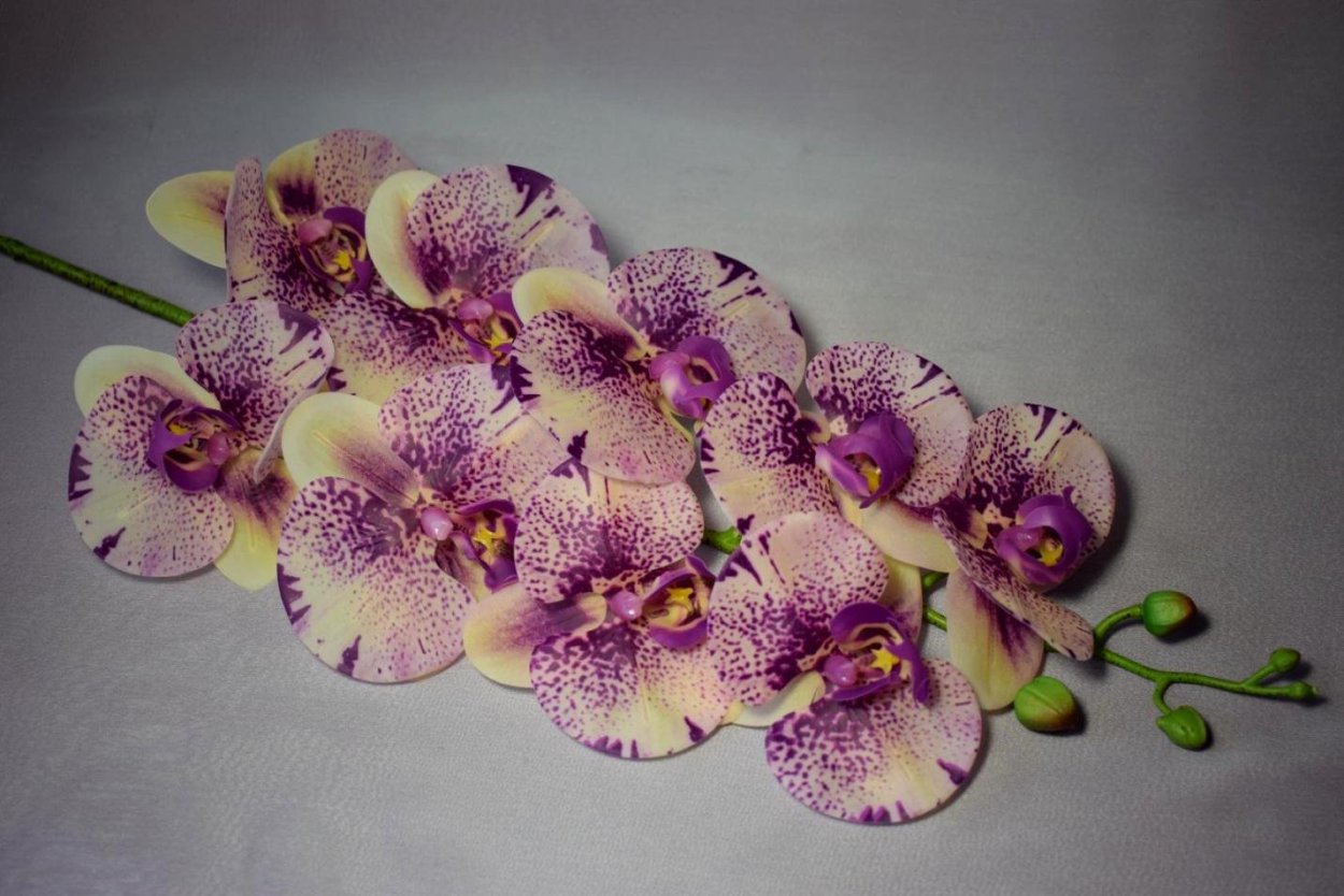 Орхидея Phalaenopsis Kellion