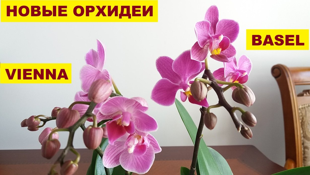 Фаленопсис Надион