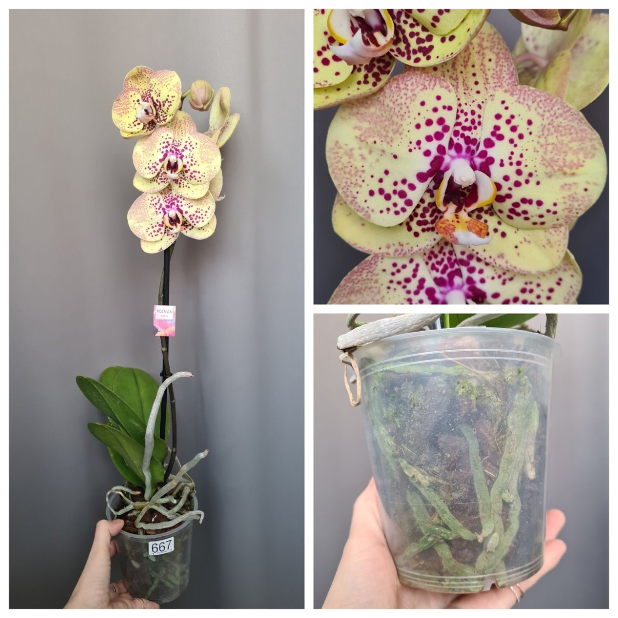 Орхидея Аля Калейдоскоп