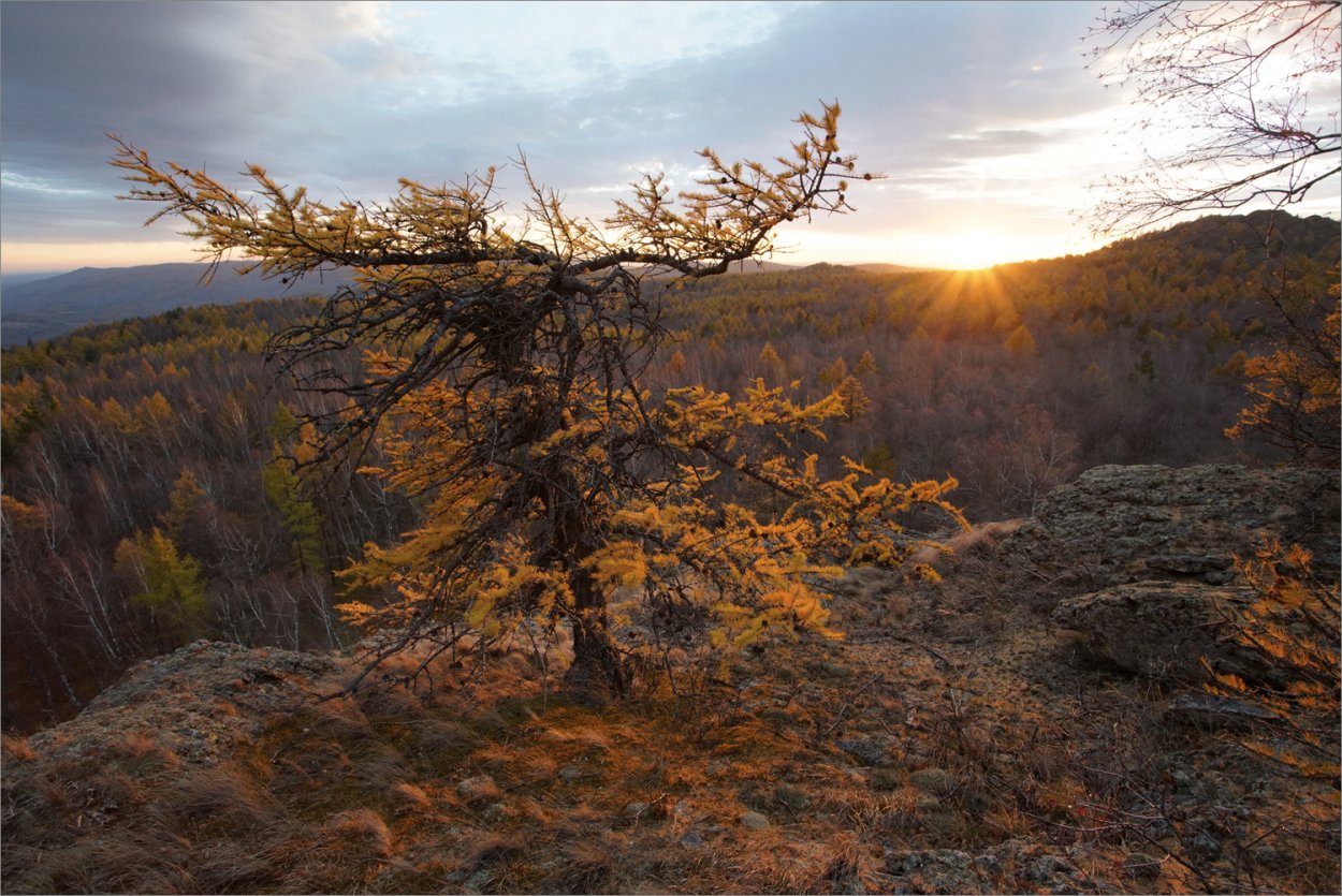 Уральская лиственница