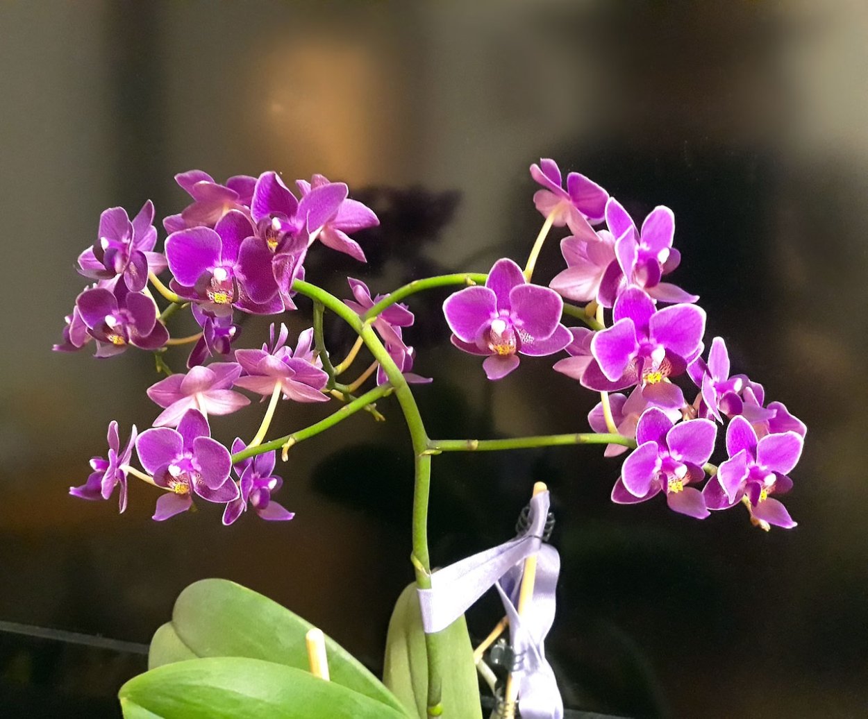 Фаленопсис бранч