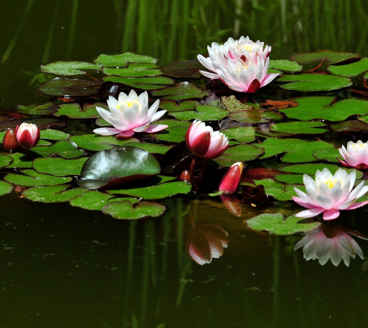 Нимфея Болотная