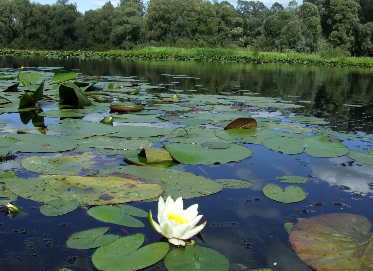 Кувшинка Болотная