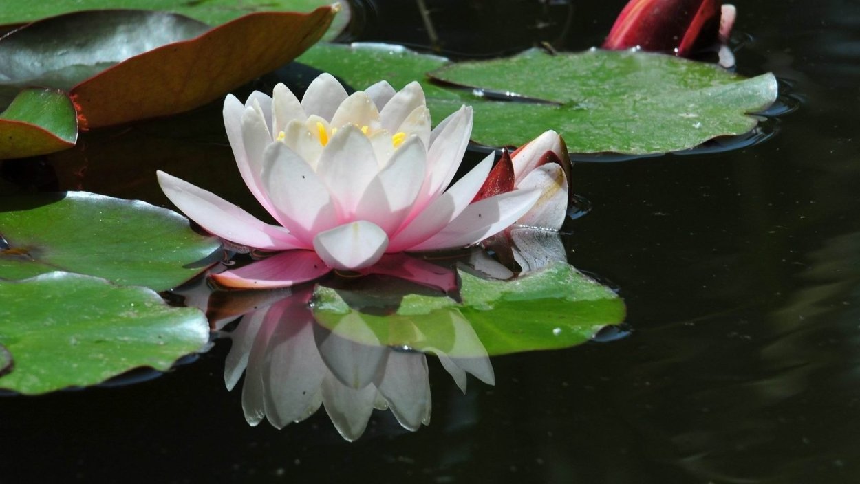 Кувшинка Новосибирск