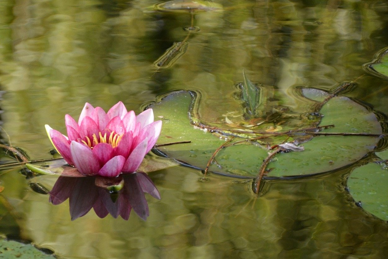 Ирисы нимфеи водяные