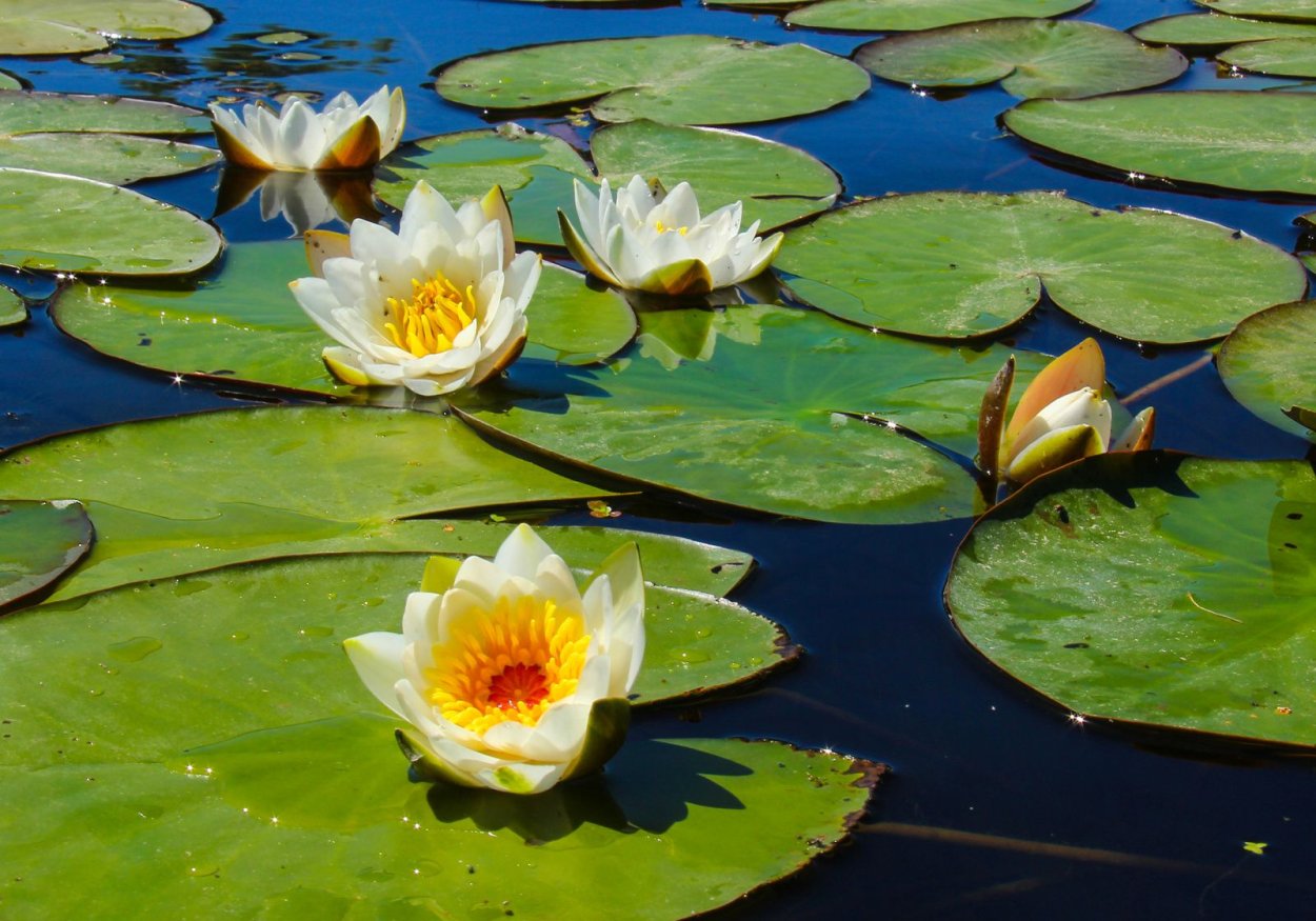 Водяные лилии цветы Миссисипи