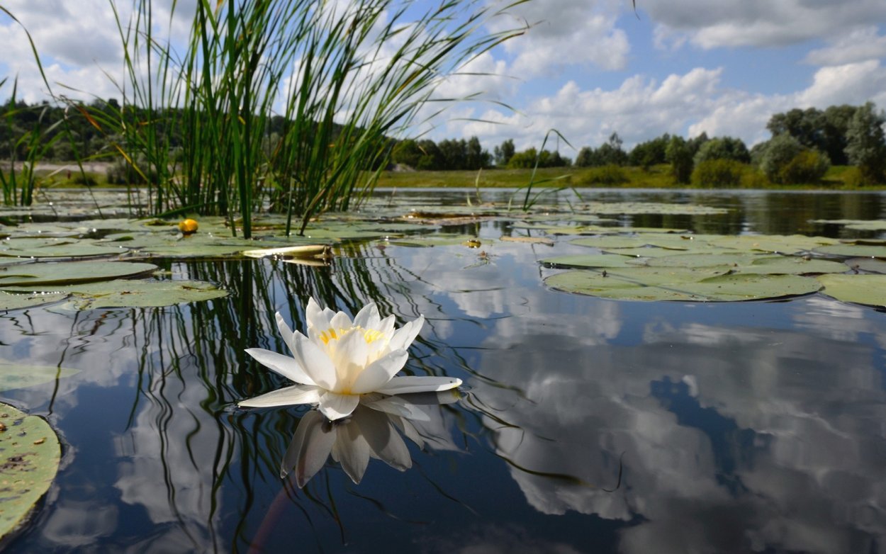 Кувшинка белоснежная — Nymphaea Candida j. et c. Presl