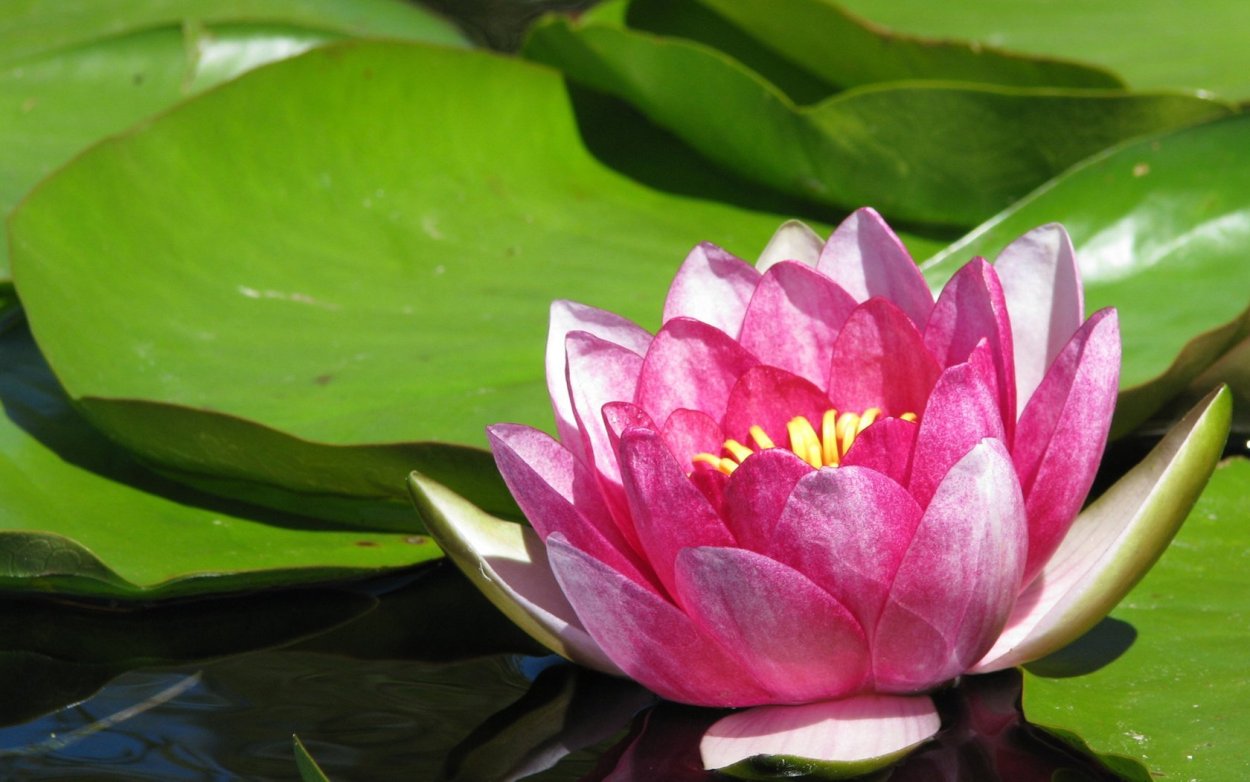 Куст кувшинки