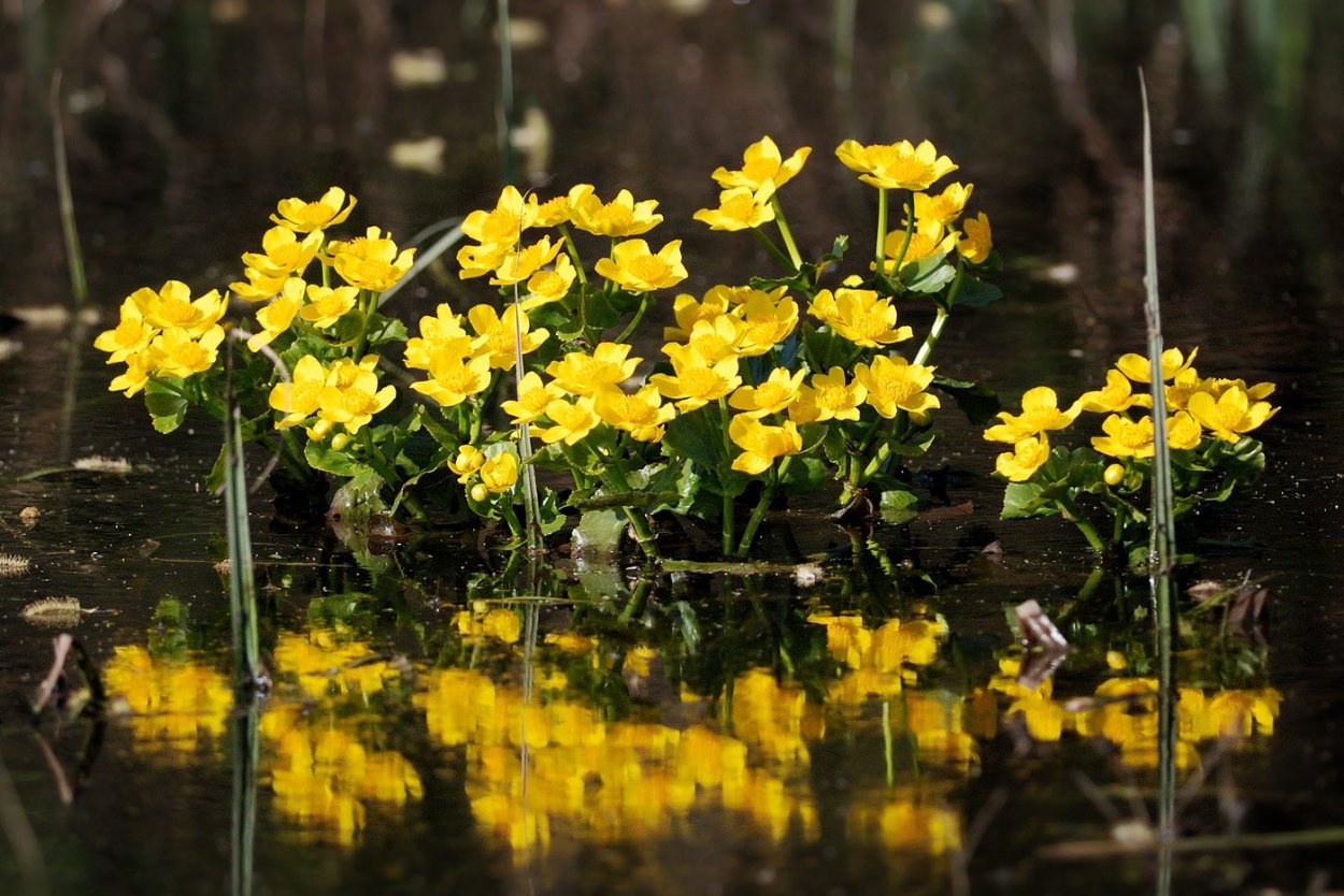 Озеро с кувшинками