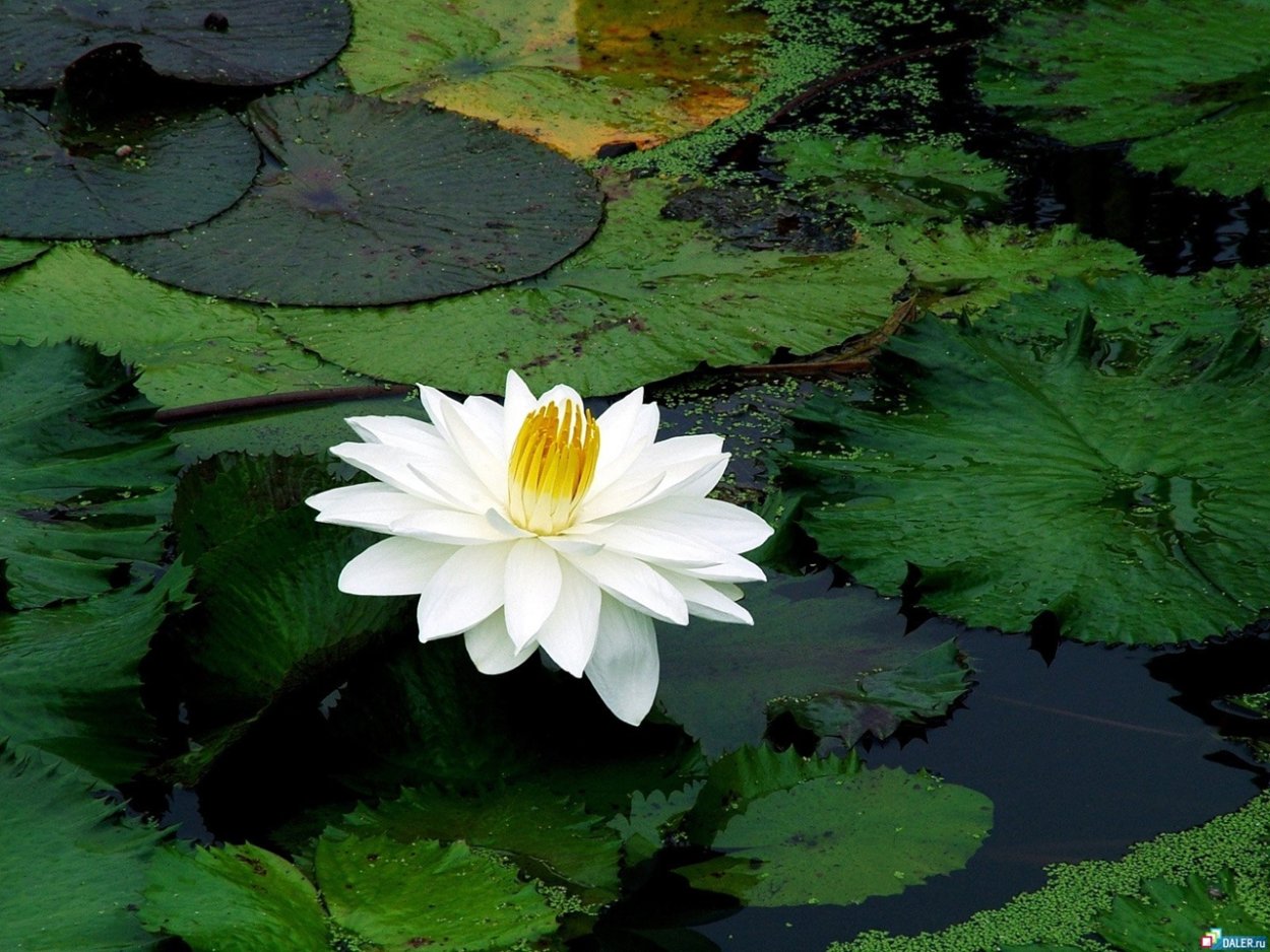 Кувшинка белая Марий Эл
