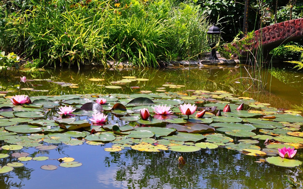 Икорец река Воронежская кувшинки