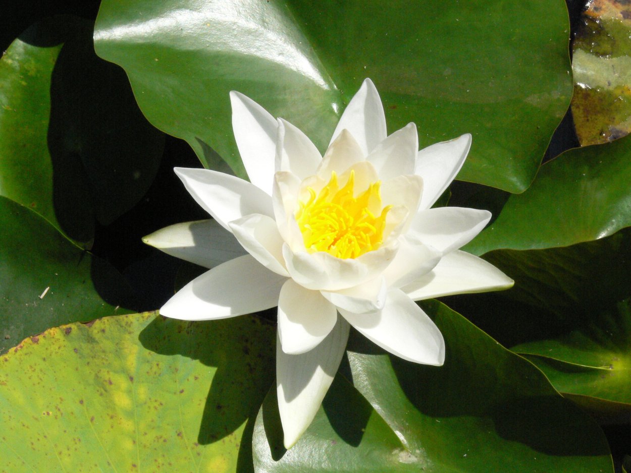 Калужница белокрыльник